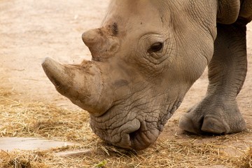 Fototapeta premium Rhino close-up head