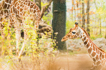 A giraffe in the outdoors during summer