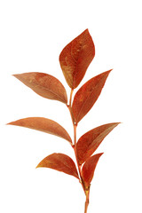 wild grape leaves isolated on white background