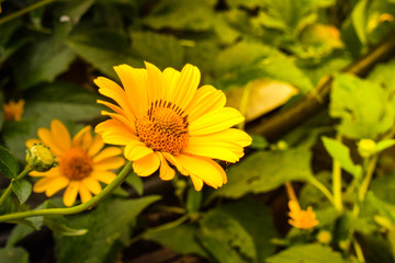 Beautiful yellow blooming flower in the garden on a green leaf background
