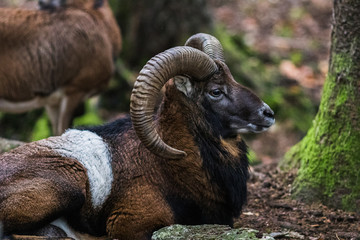 male muflon in the forest