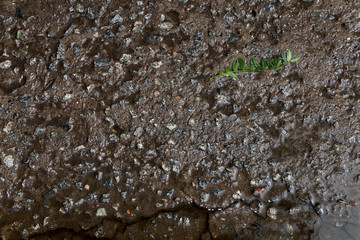 Texture of wet concrete slab after rain.