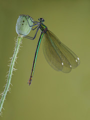 Female of Beautiful demoiselle (Calopteryx virgo) on poppy stalk