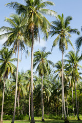 Naklejka na ściany i meble Coconut plantation in Thai.