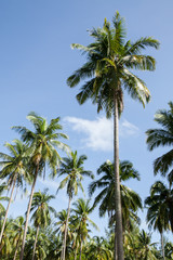 Obraz na płótnie Canvas Coconut plantation in Thai.
