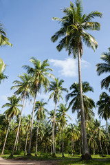 Plakat Coconut plantation in Thai.