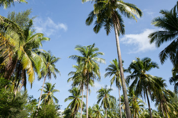 Fototapeta na wymiar Coconut plantation in Thai.