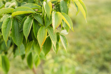Closeup green leaf on blurred greenery background. Cherry branch