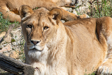 A portrait of a lioness, she lies in the grass in the savannah
