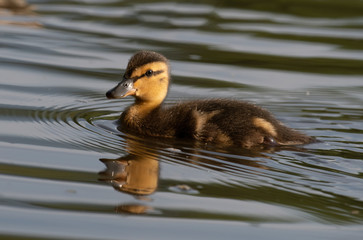 Small ducks on a pond. Fledglings newborn mallards.(Anas platyrhynchos)