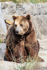 Eurasian brown bear (Ursus  arctos) also known as the European brown bear.