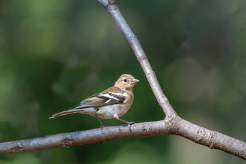 Common Chaffinch (Fringilla coelebs) sitting on a branch in nature.