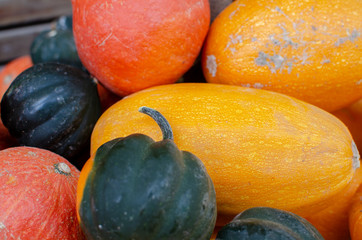 chestnut pumpkins and cucurbita pepo  - organic squash pumpkin sold at farmers market