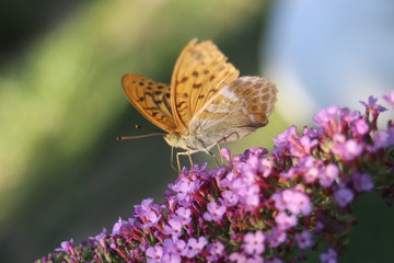papillon