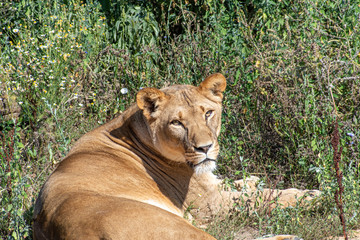 A portrait of a lioness, she lies in the grass in the savannah