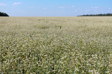 Fototapeta na wymiar Blooming buckwheat field under clear blue sky. Agriculture concept. Harvest, flowers, farming, horizon