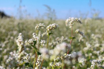 Blooming buckwheat against clear, blue sky. Farming, agriculture, harvest concept. Flower, field, summer, closeup