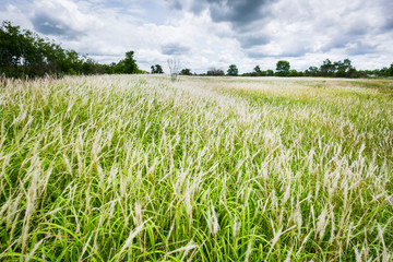 Grass flower and tropical meadow. .