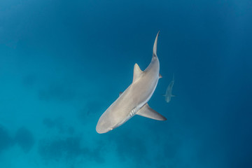 Grey Whaler Shark In Blue Water