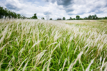 Grass flower and tropical meadow. .