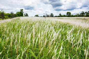 Grass flower and tropical meadow. .