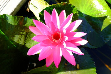 beautiful lotus flower or water lily in pond