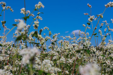 Buckwheat flowers against clear blue  sky. Low angle, bottom view. Farming, harvest, agriculture concept. Blooming field, summer, closeup