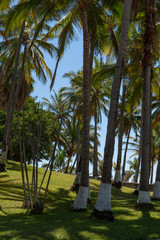 Mazatlan Mexico park with palmtrees