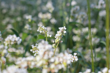 Buckwheat flower closeup. Agriculture, harvest, farming concept. Green plant, summer, blooming, field, background