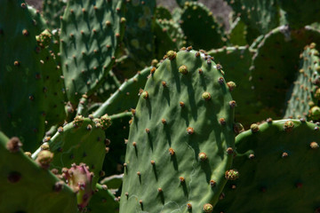 Mazatlan Mexico cactus