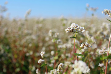 Blooming buckwheat against clear, blue sky. Farming, agriculture, harvest concept. Flower, field, summer, closeup