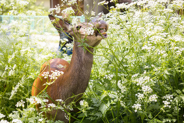 Roe deer standing in the thicket in summer day. White flowers
