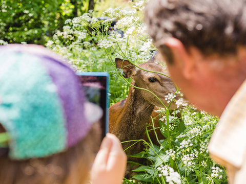 woman taking photo of wildlife, family with phone and deer in the nature in summer