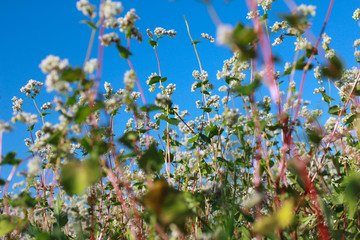 Obraz premium Buckwheat flowers against clear blue sky. Low angle, bottom view. Farming, harvest, agriculture concept. Blooming field, summer, closeup
