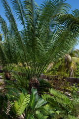 Fototapeta na wymiar Mazatlan Mexico Park palmtrees