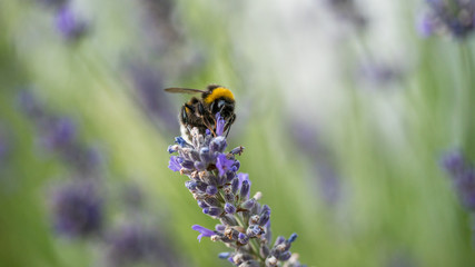 bumblebee working on a lavender flower in nature