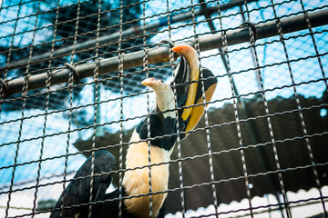 Hornbill in cages at the zoo.