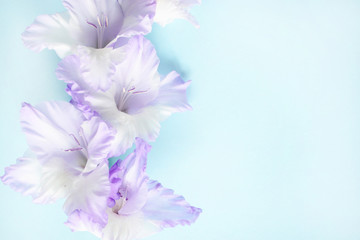 Obraz na płótnie Canvas Flower frame with fresh branches of purple gladiolus on blue background with copy space, top view, flat lay. Closeup of purple gladiolus flowers, Space for text.