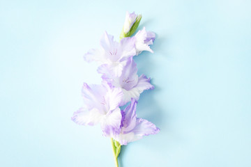 Flat lay composition with fresh branches gladiolus on a blue background with copy space. Closeup of purple gladiolus flowers, Space for text. Flower frame with fresh of purple gladiolus.