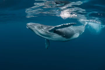 Poster Een baby bultrug walvis speelt in de buurt van de oppervlakte in blauw water © Craig Lambert Photo