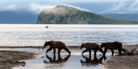 Three Brown Bear Cubs Cross a River With a Lake and Mountains © Craig Lambert Photo