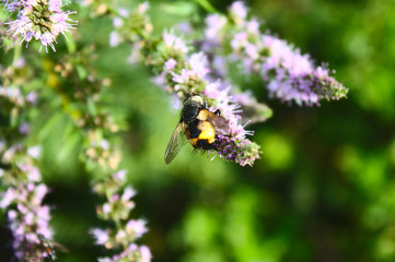 Goldschildfliege