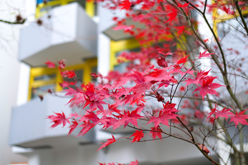Red autumn maple leaves. Beautiful urban background of Fall season