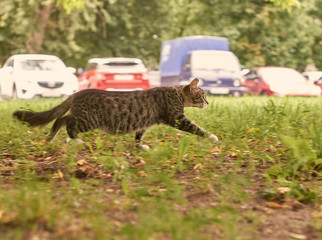 Cat is walking in the city jungle before a cars