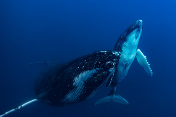 A Mother and Calf Humpback Whale in Blue Water © Craig Lambert Photo