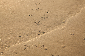 Fototapeta na wymiar Birds footprints on sand beach in south of Thailand.