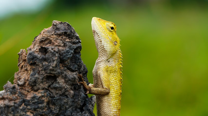 Close-up details of the traditional Thai chameleon , yellow head, both body