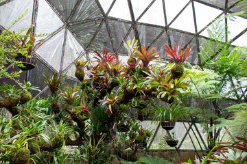 Tropical tree in the garden.