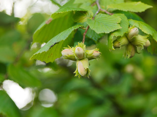 Grappe de noisette ou akène, fruit du noisetier ou Coudrier (Corylus avellana), non mature dans...