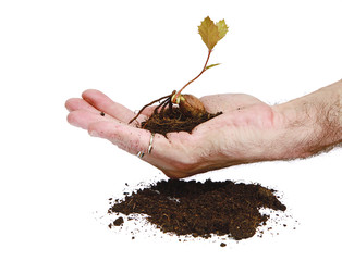 Plantation de jeune chêne